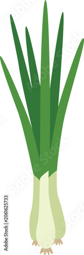 aloe vera plant