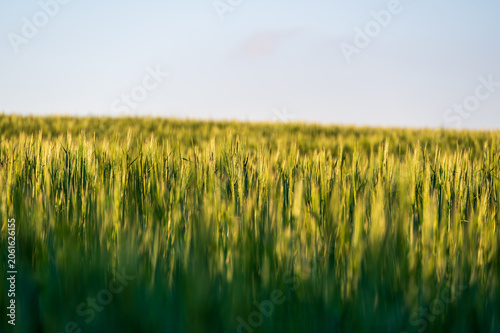 Close-up view of barley (Hordeum vulgare) growing in an agricultural field, green grain heads swaying in the wind, capturing rural farmland landscape and crop detail goldenlight soft
