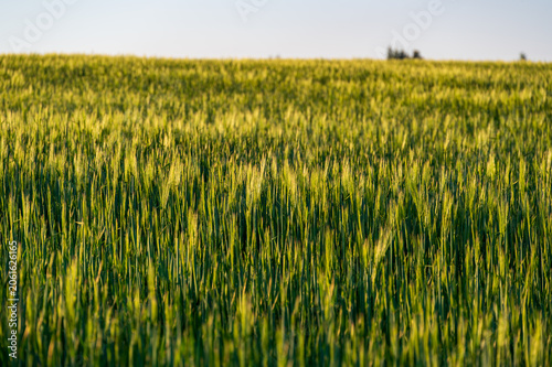 Close-up view of barley (Hordeum vulgare) growing in an agricultural field, green grain heads swaying in the wind, capturing rural farmland landscape and crop detail goldenlight soft