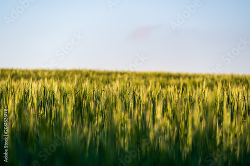 Close-up view of barley (Hordeum vulgare) growing in an agricultural field, green grain heads swaying in the wind, capturing rural farmland landscape and crop detail goldenlight soft