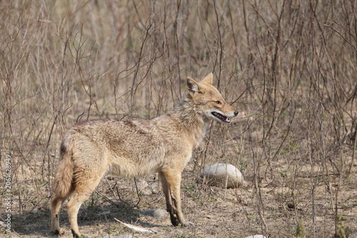 Canvas Print The Indian jackal (Canis aureus indicus), also known as the Himalayan jackal, is a subspecies of golden jackal