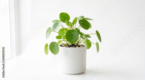 Pilea Peperomioides Chinese Money Plant in White Pot on Minimalist White Background
