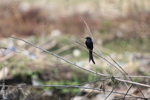 Photography The black drongo (Dicrurus macrocercus albirictus) is a small Asian passerine bird of the drongo family Dicruridae