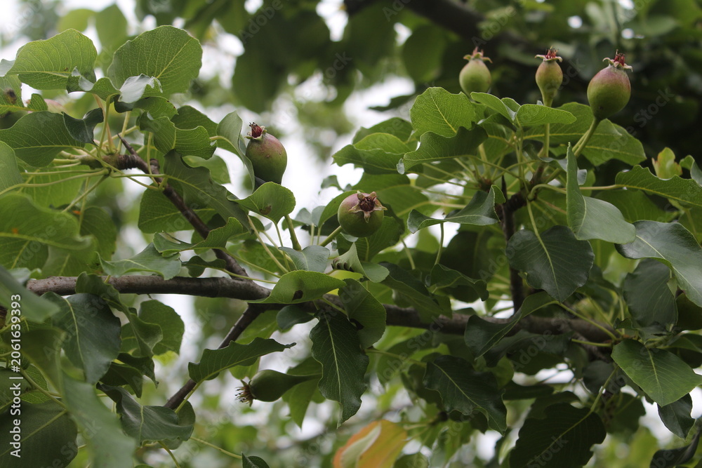 Fototapeta premium ripe figs on tree