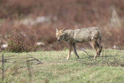 Photography The Indian jackal (Canis aureus indicus), also known as the Himalayan jackal, is a subspecies of golden jackal