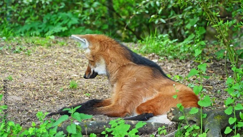 he Maned Wolf, Chrysocyon brachyurus is the largest canid of South America 