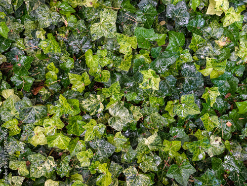 English Ivy