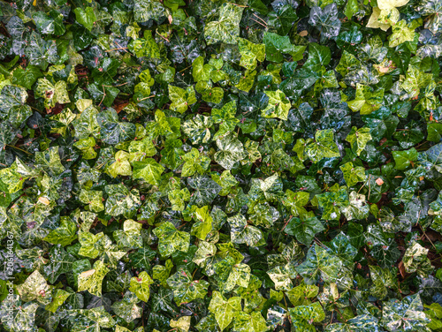 Common Ivy