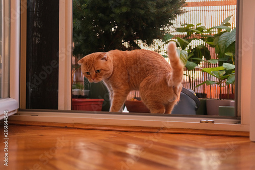 Cat at doorway looking outside, orange fur, curious mood, indoor scene with wooden floor and plants, home life and pet moment