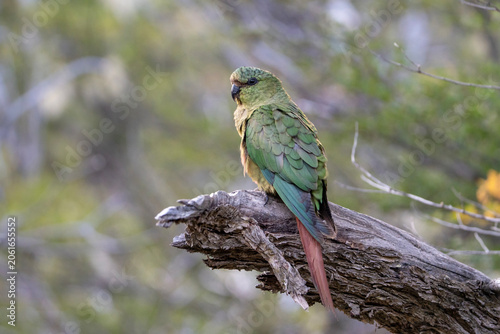 Austral parakeet, Enicognathus ferrugineus in Argentina, Los Glaciares National Park