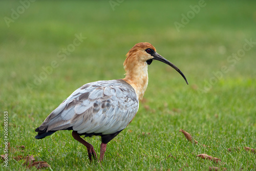 Black-faced ibis, Theristicus melanopis in Argentina