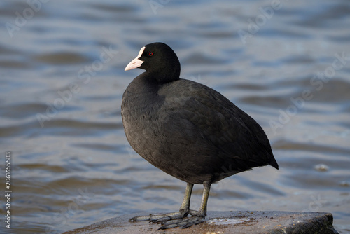 Eurasian coot portrait, Fulica atra full view of a bird