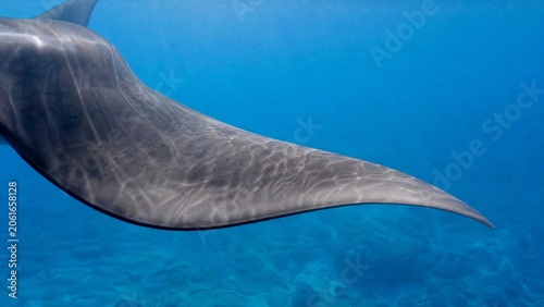 propulsive. Manta ray's pectoral fin moving through clear blue ocean water. wildlife magazines, conservation campaigns, designed for eco-tourism storytelling and wildlife conservation campaigns.