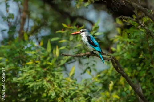 Obraz na płótnie Woodland kingfisher (Halcyon senegalensis) perched beautifully on a tree branch surrounded by lush green foliage