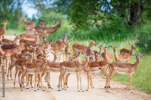 Photos A large herd of alert impalas standing on a dirt road in the bushveld of Kruger National Park, South Africa