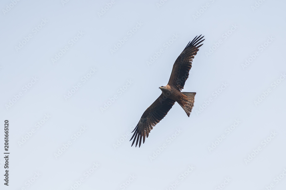 Fototapeta premium Photograph of a bird of prey (Buteo buteo) flying with open wings