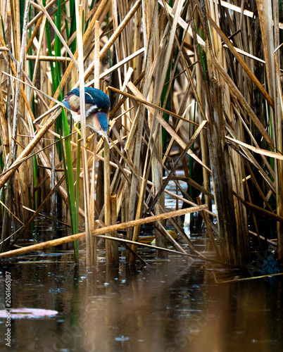 Photos American bittern standing motionless among marsh vegetation while watching the water below for potential prey