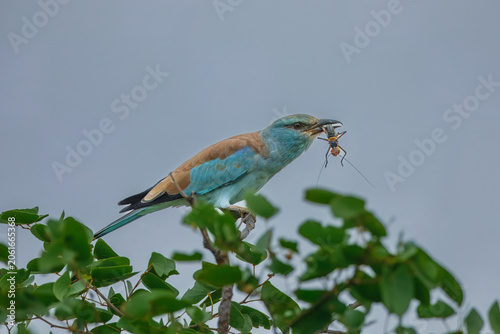 Photography A European roller catches and tosses an insect in its beak while perched on a branch in Kruger National Park, South Africa