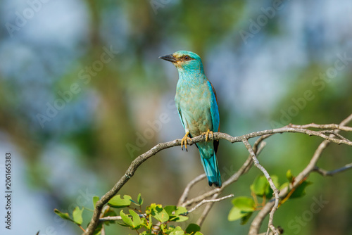 Cuadro en lienzo A colorful European roller perched on a bare branch in Kruger National Park, South Africa