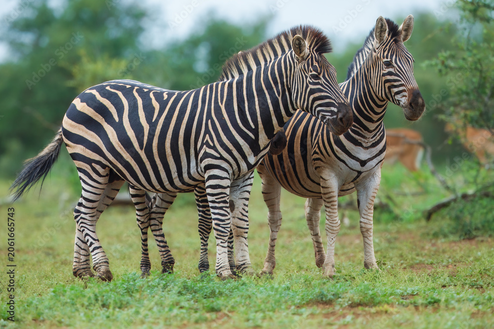 Obraz premium Plains zebra (Equus quagga) standing in tall green grass in the African savannah, side profile view.