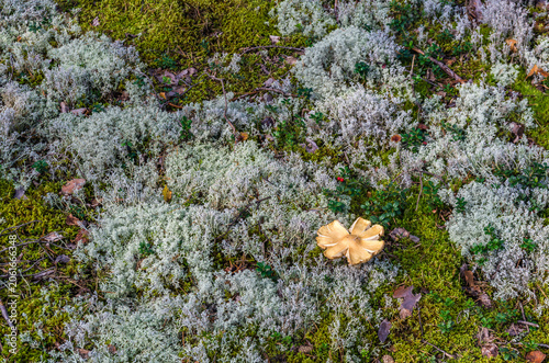 Overripe wild mushroom lying among reindeer lichen, green moss and lingonberry plants on a boreal forest floor