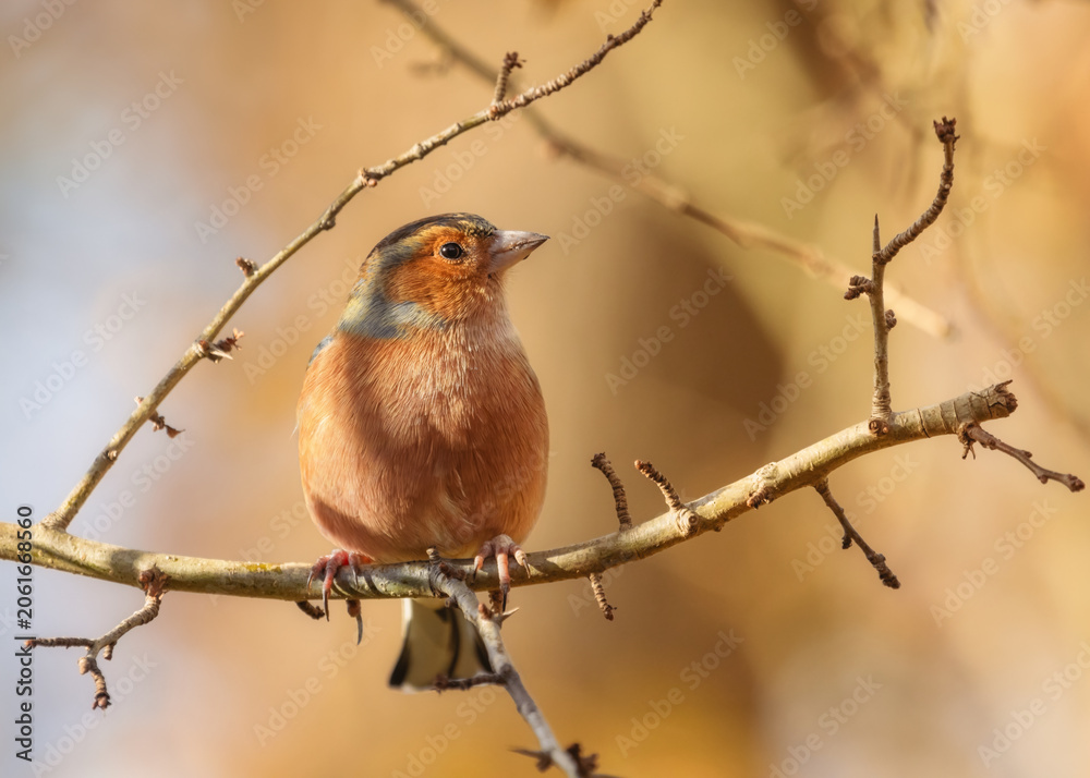 Obraz premium Male chaffinch sitting on a tree branch in autumn