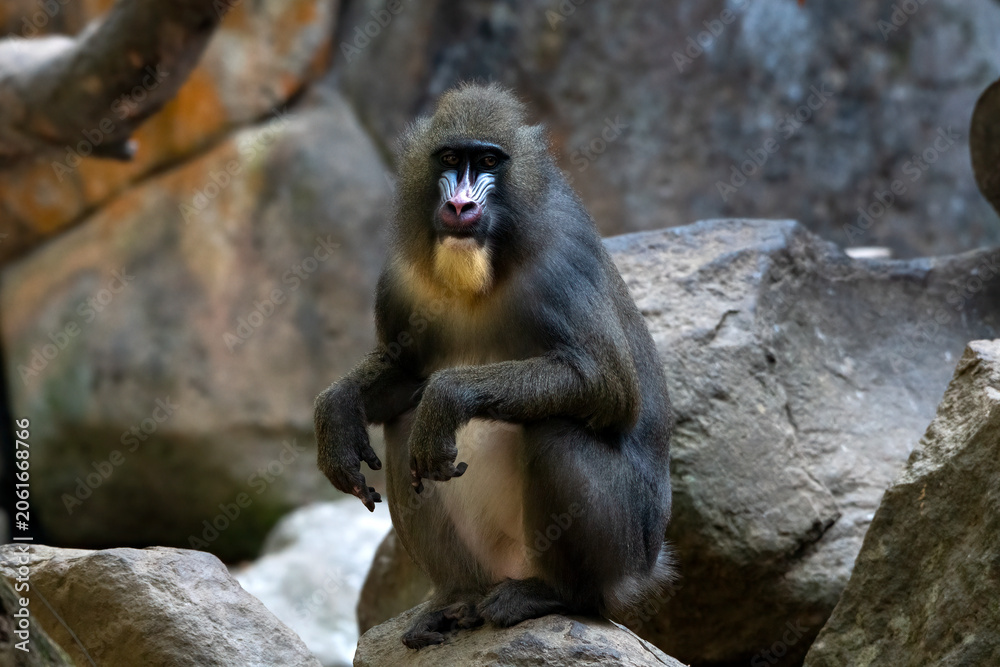 Fototapeta premium Portrait of a mandrill monkey on a rock