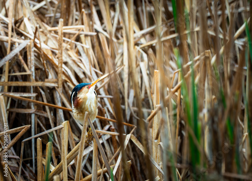 Photos American bittern blending into dense marsh vegetation while remaining alert in its natural wetland habitat
