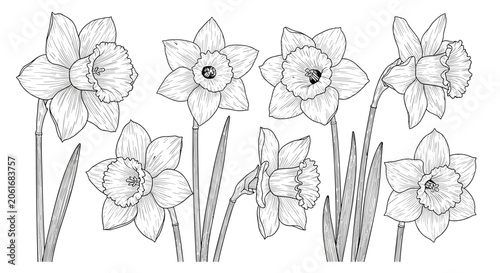 Set of blooming daffodil flowers with long leaves and detailed trumpet-shaped petals is presented in a classic black and white botanical sketch.