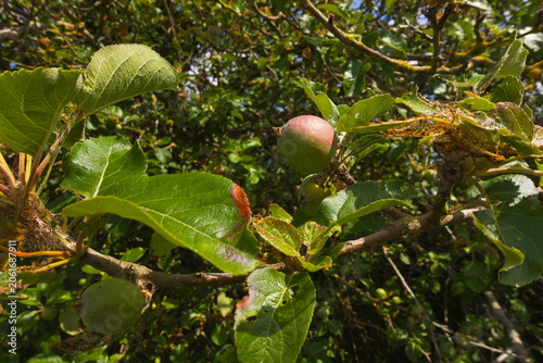 Canvastavla Barnack, Cambridgeshire, England, UK - June 16 2026: Barnack Hills and Holes Nature Reserve - Crab apple just starting to ripen in the June sun