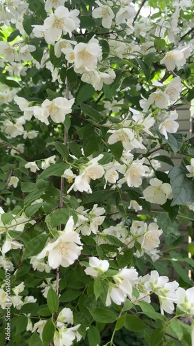 Beautiful blooming jasmine bush with white flowers and green leaves