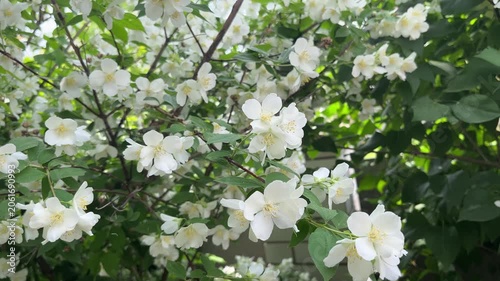 white spring flowers