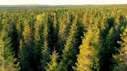 awe-inspiring, ultra-wide drone video tracks forward over an immense, pristine, untouched forest canopy of vibrant green pine and spruce trees under golden hour sunlight, revealing boundless natural