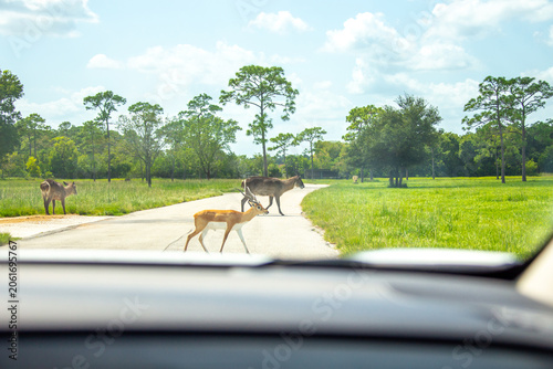 Photography View from car on wild animals in drive through safari zoo