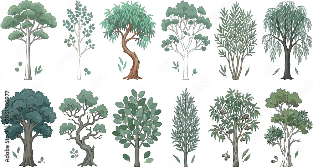 Fototapeta premium Eucalyptus and Australian Native Tree Vector Collection with Various Species, Gum Leaves, and Realistic Forest Elements for Nature and Landscape Designs