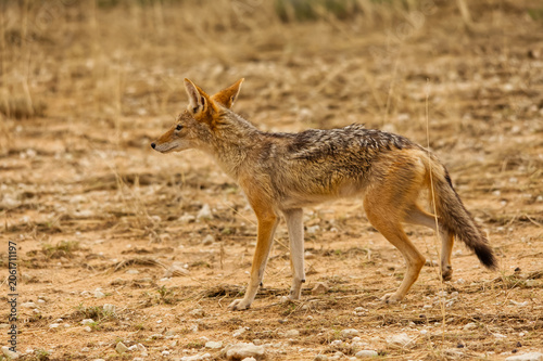 Alert Black backed Jackal in the Kgalagadi Transfrontier Park 17259