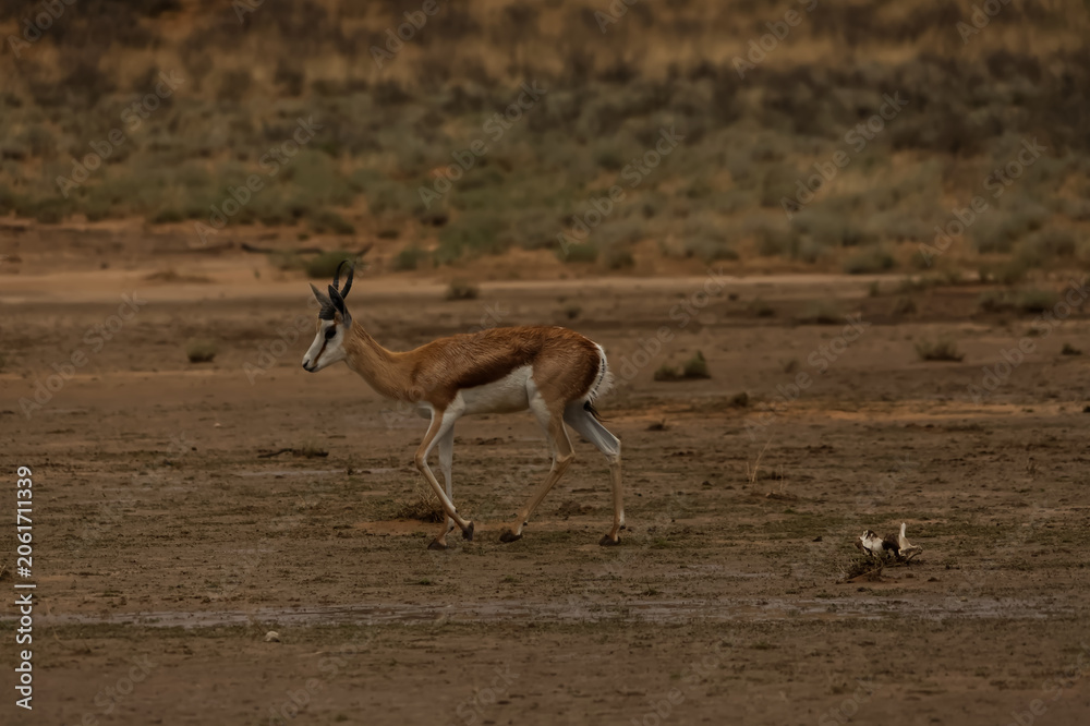 Naklejka premium Wet Springbok Antelope in Kgalagadi Transfrontier Park 17263
