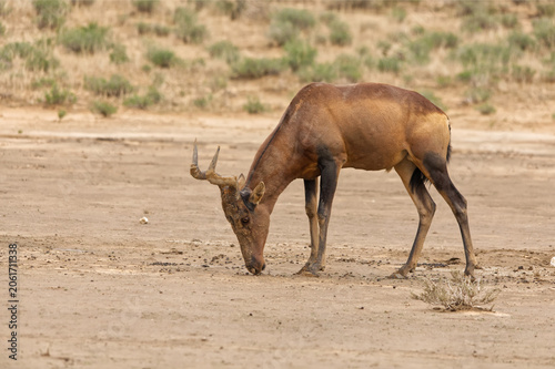 Red Hartebeest in the Dry Nossob Riverbed Kgalagadi Transfrontier Park 17290