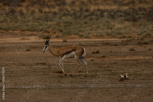Wet Springbok Antelope in  Kgalagadi Transfrontier Park 17263