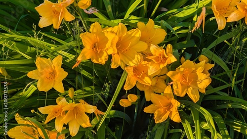 Fotografie Natural background of large yellow daylily flowers in abundance.