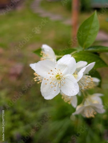 Young fresh jasmine flower close-up on blurred background.