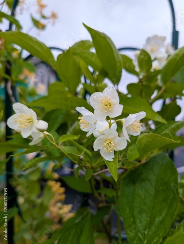 Close-up of jasmine flowers against green leaves in summer.
