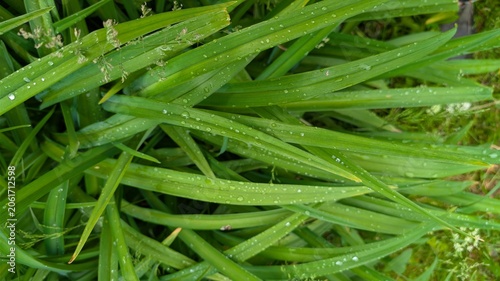 Green long leaves of daylily after rain in the garden as a natural background.