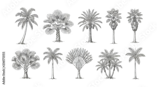 Photos Vintage palm tree sketches, set of 10 hand drawn tropical botanical illustration