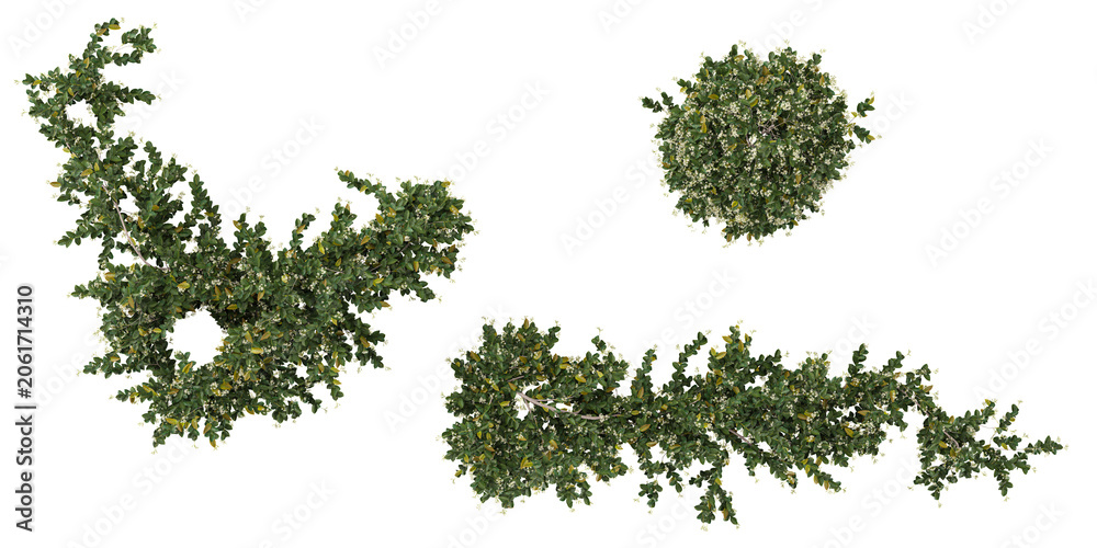 Fototapeta premium Collection of Trachelospermum plants isolated on white background from the top view