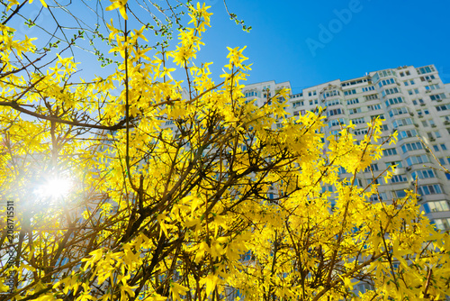 Bright yellow blooming forsythia bush under a blue sky on a sunny spring day in the city, with a multi story residential apartment building behind