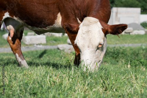 Bild auf Leinwand Domestic dairy cow grazing on a lush meadow, organic farming concept