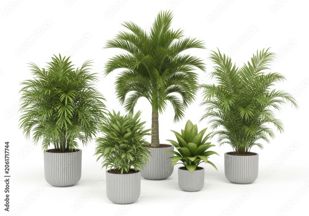 Obraz premium Five green palm plants in white pots on a plain background isolated on white background