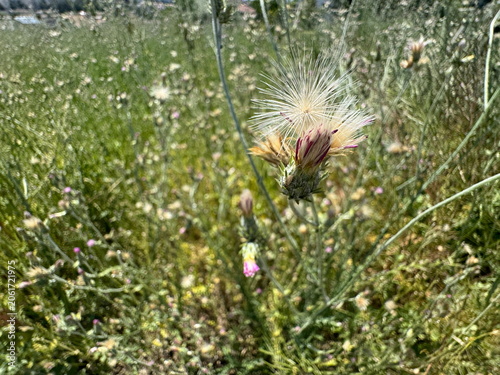 Foto Beautiful Centaurea iberica knapweed seed head fluffy pappus blooming in a sunny field