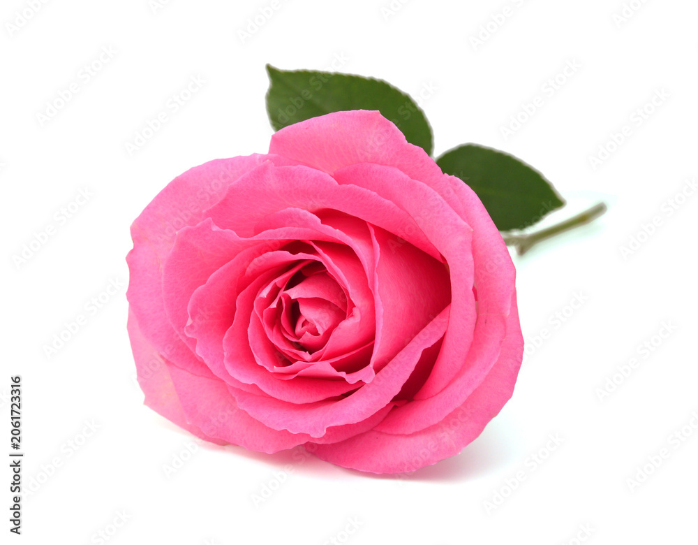 Fototapeta premium Bunch of rosy roses isolated on white 